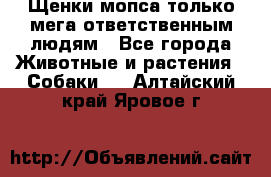 Щенки мопса только мега-ответственным людям - Все города Животные и растения » Собаки   . Алтайский край,Яровое г.